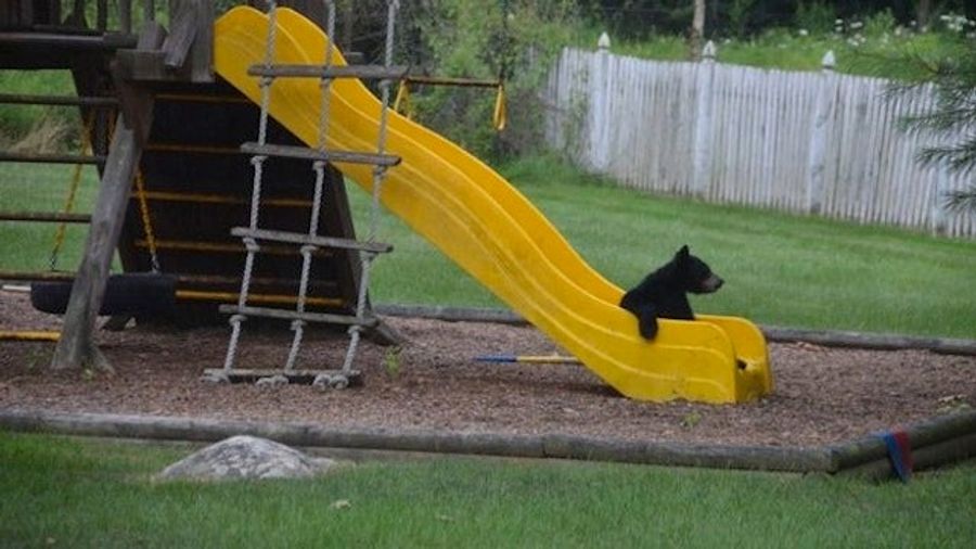 Look! It&#39;s A Bear On A Slide! This Bear Thinks It&#39;s People!