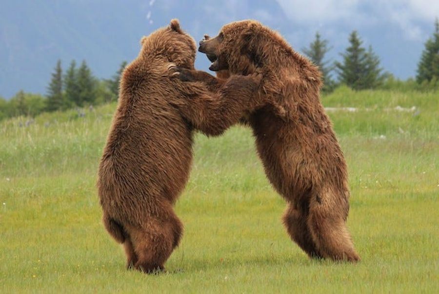 Please Enjoy This Gallery Of Amazing Bear Photos