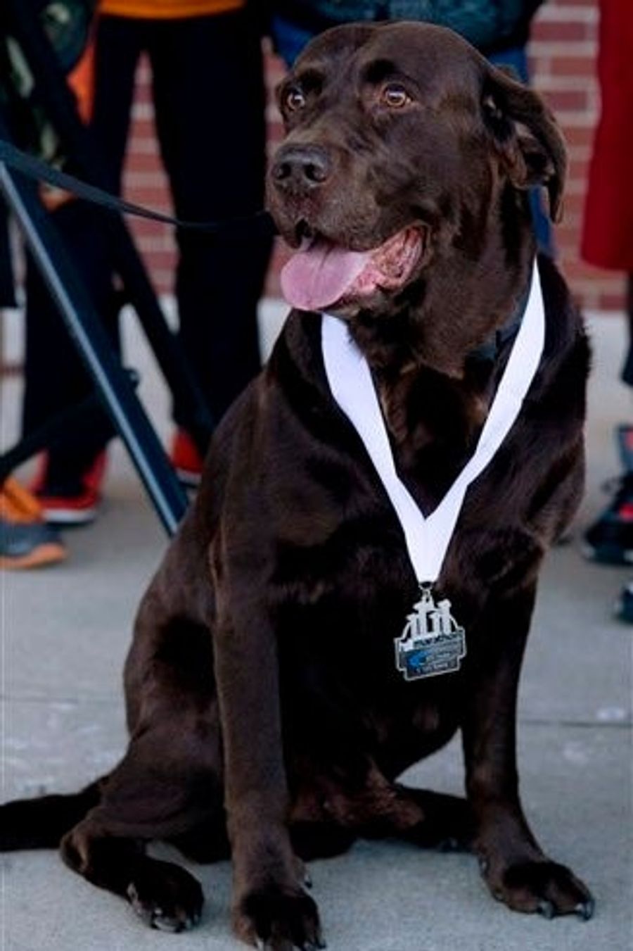 Escaped Dog Runs Half-Marathon, Wins Medal, Gets Neutered