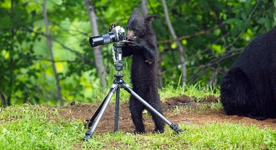 This Bear Cub Thinks It&#39;s People, And It Wants To Take Your Picture