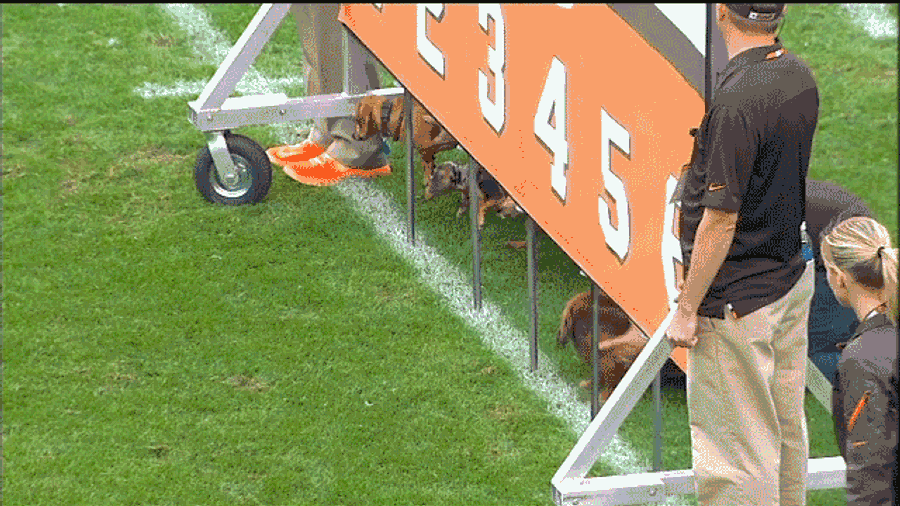 OMG PUPPIES
