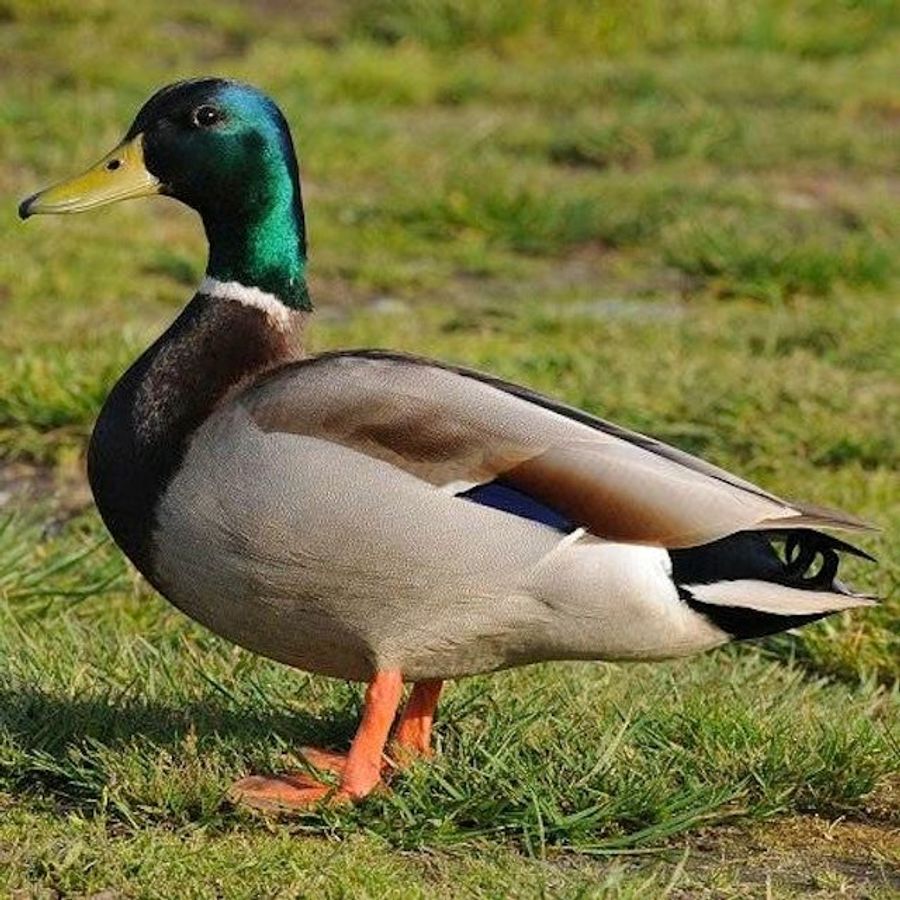 Why Did The College Wrestling All-American Shoot The Duck?