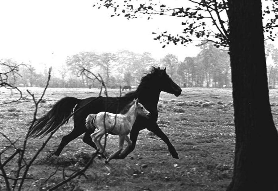 The Horse Lovers