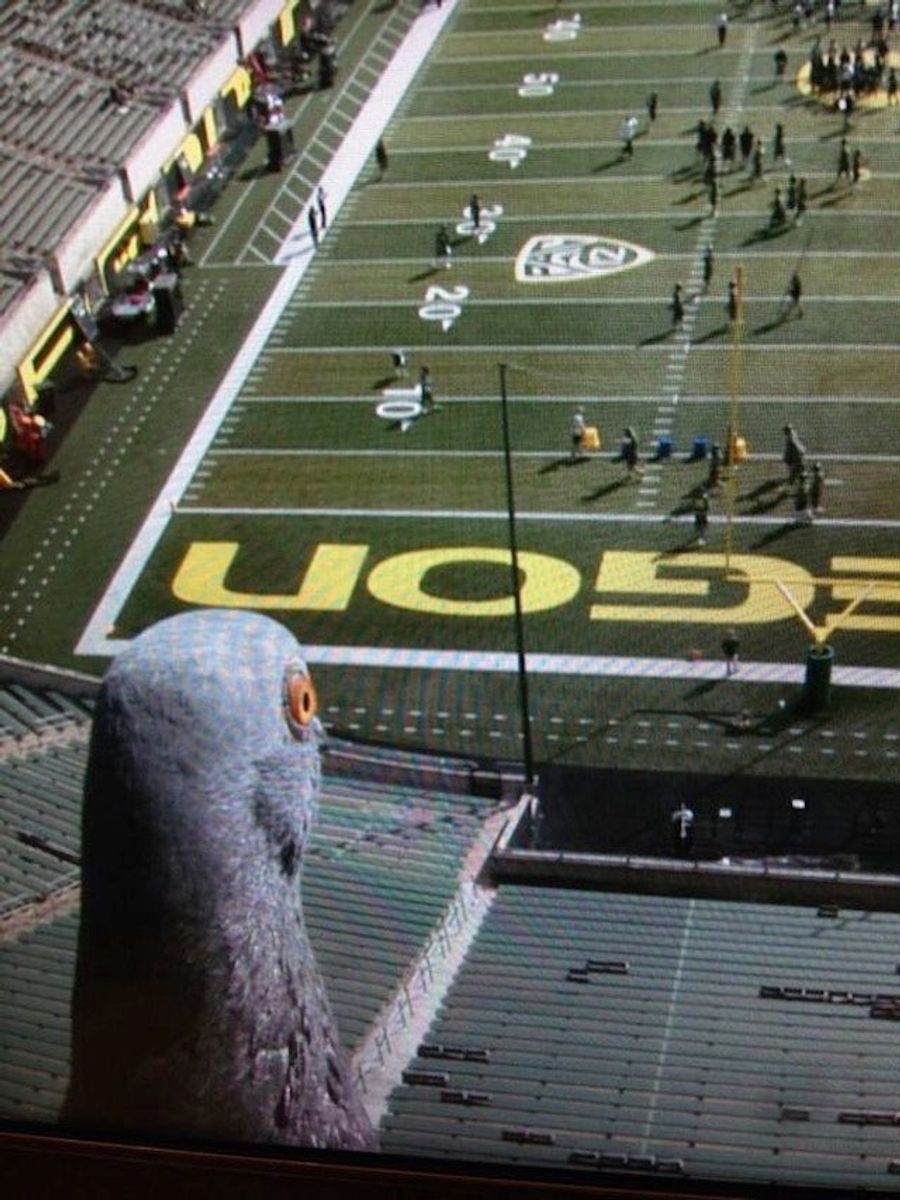 Giant Pigeon Spies On Oregon Football Practice