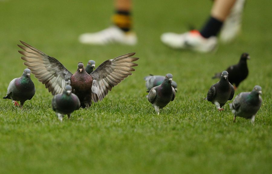 Belgian Racing Pigeons Are Being Pumped Full Of Coke And Painkillers