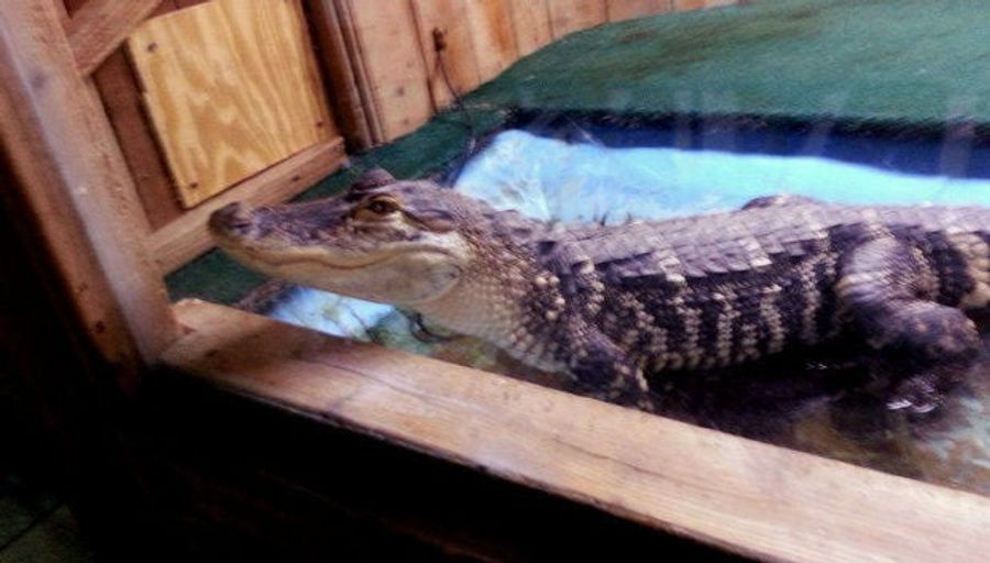 Louis Delmas Gives Up His Pet Gator Because It Scares Kevin Ogletree