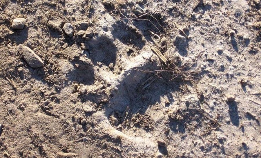 You Guys, There Might Be A Secret Species Of Bear Roaming The Himalayas