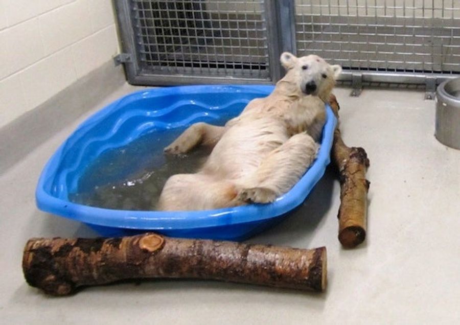 This Polar Bear Cub Has A Lot To Teach Us About Relaxation