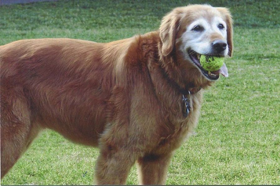 How Peter King Got His (Late) Dog Because Of The Redskins