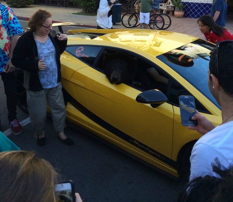 This Is A Bear In A Lamborghini