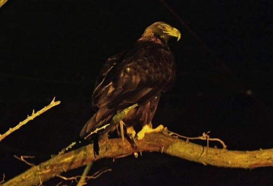 Southern Miss Attempts To Replace Its Murdered Mascot