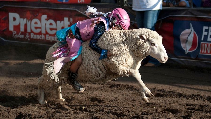Don&#39;t You Dare Call Mutton Bustin&#39; &quot;Wool Riding&quot;