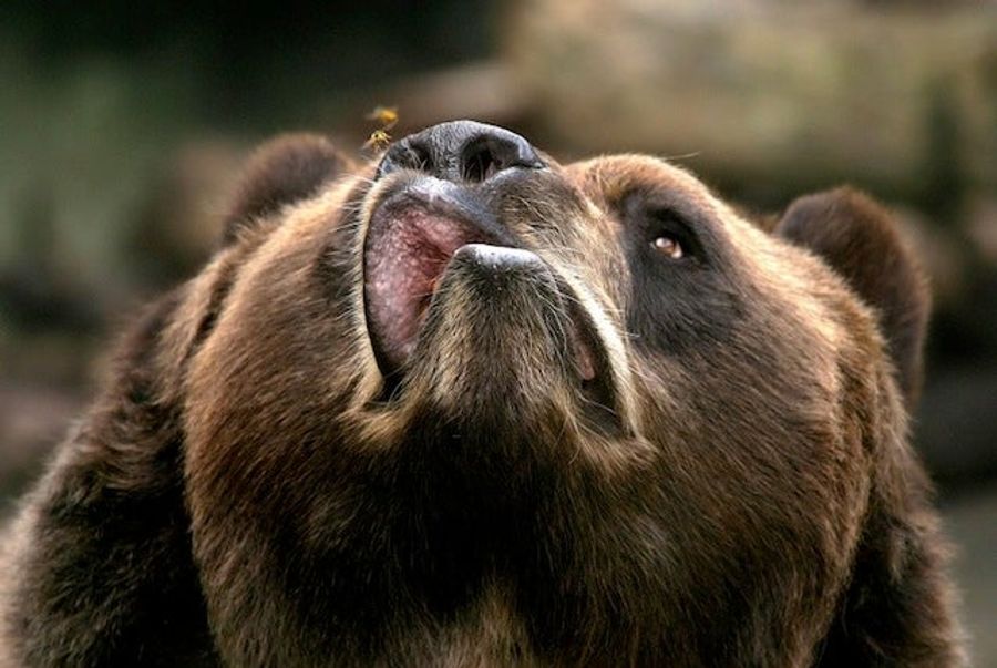 Bear Bothered By Bee