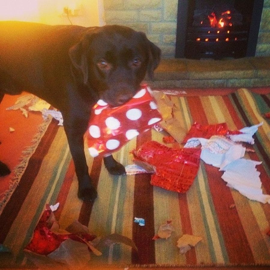 Dogs And Cats Love Wrapping Paper So Damn Much