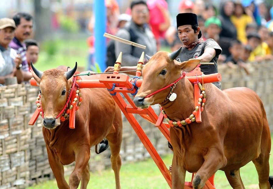 Bull Skating Is A Sport That Is Real And Awesome