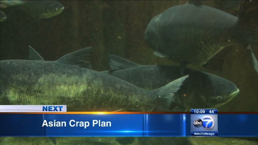 Asian Crap Threatening Chicago, According To ABC Affiliate