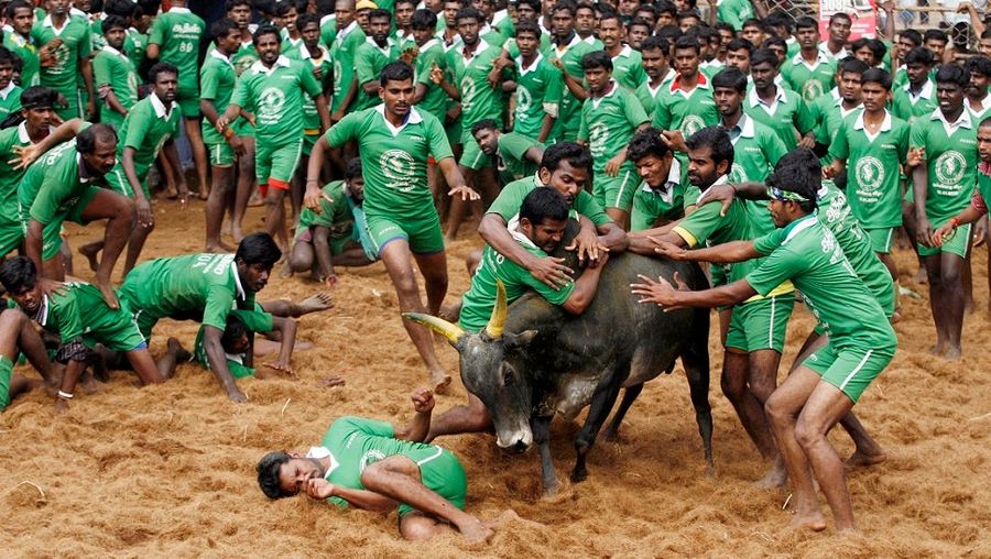 Bull Taming Is A Thing, And Yes, It Gets People Hurt