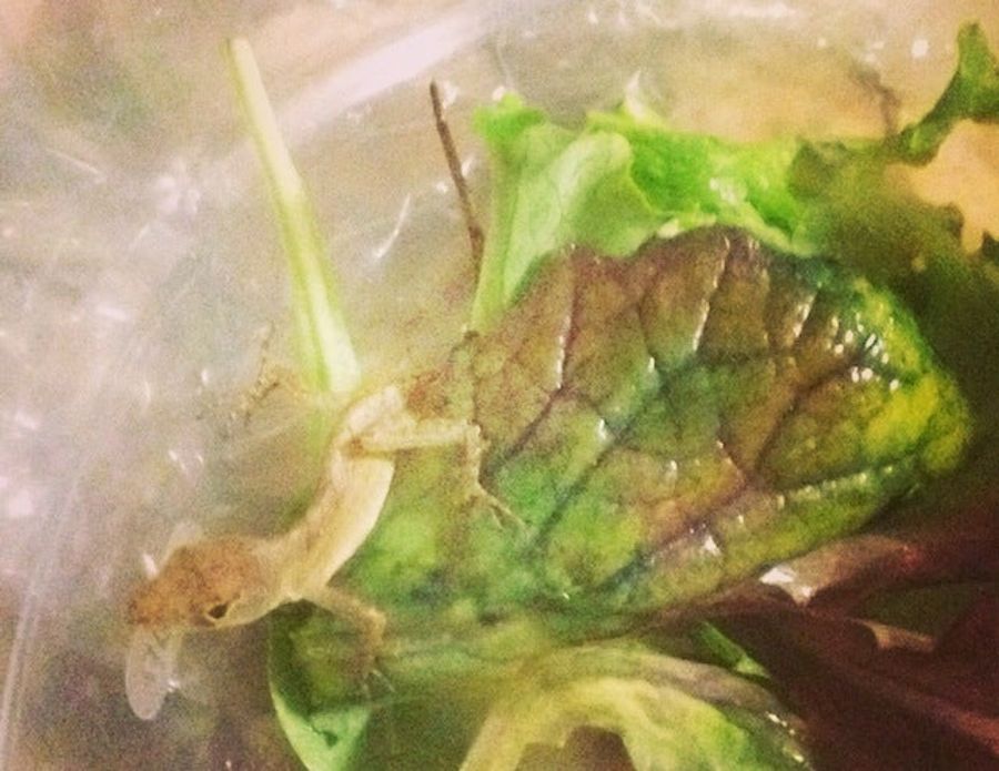 Bags Of Organic Lettuce Now Come With Lizards