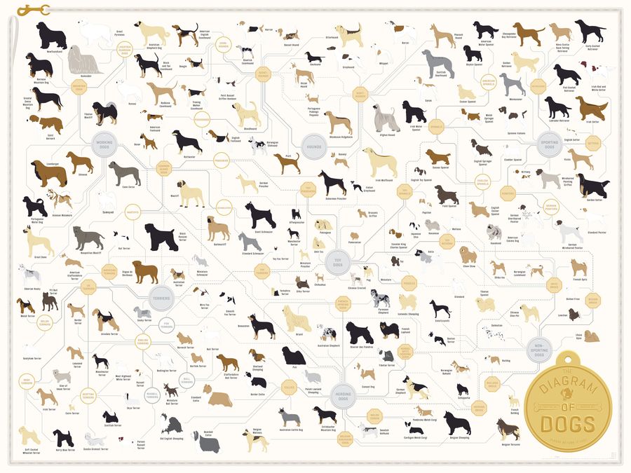 181 Dog Breeds On One <em>Very</em> Good Poster