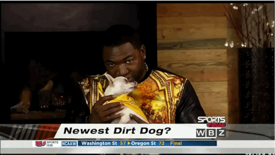 David Ortiz Films Interview With Tiny-Ass Dog On His Lap