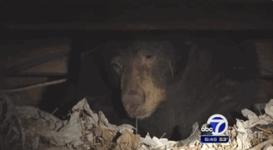 A Lot Of Sleepy Bears Like To Hibernate Underneath Lake Tahoe Homes