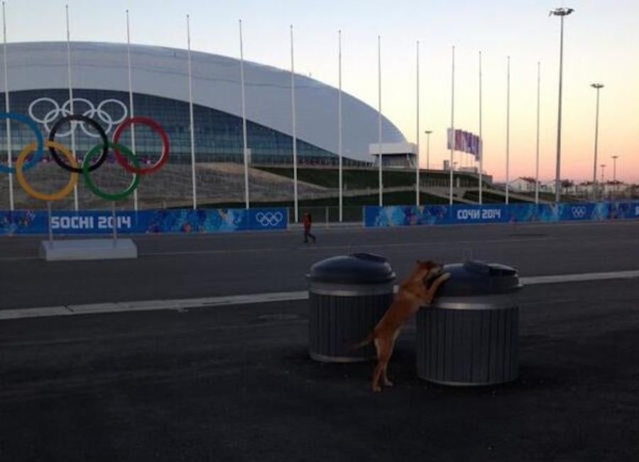 Sochi Hires Private Company To Murder Stray Dogs Ahead Of Olympics