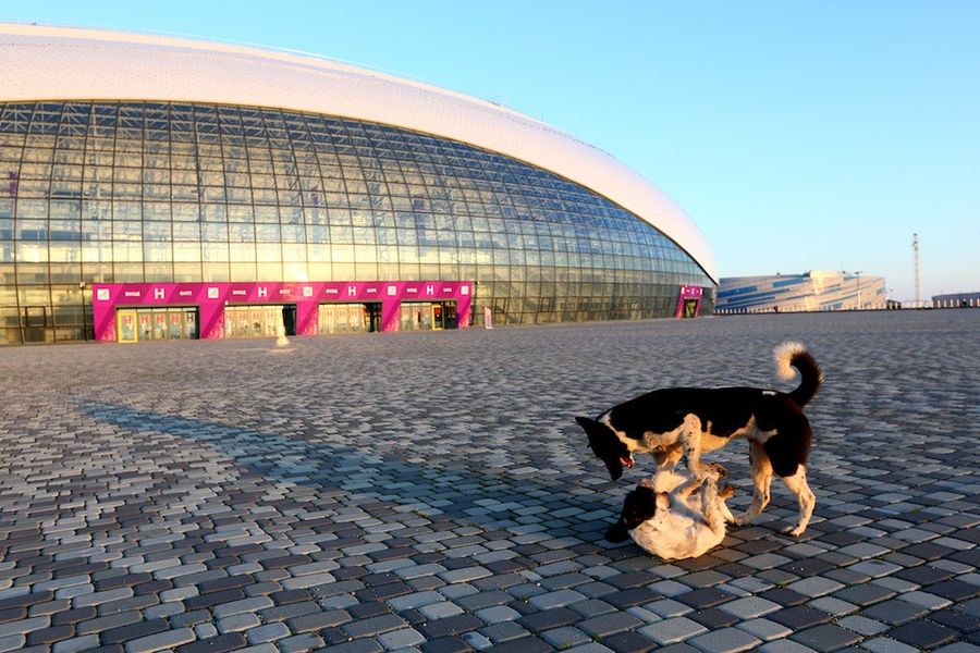 The Dogs Of Sochi