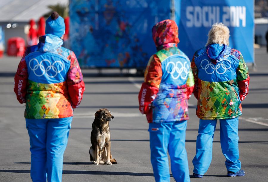 Motel For Stray Dogs Near Sochi Has Roughly 100 Occupants