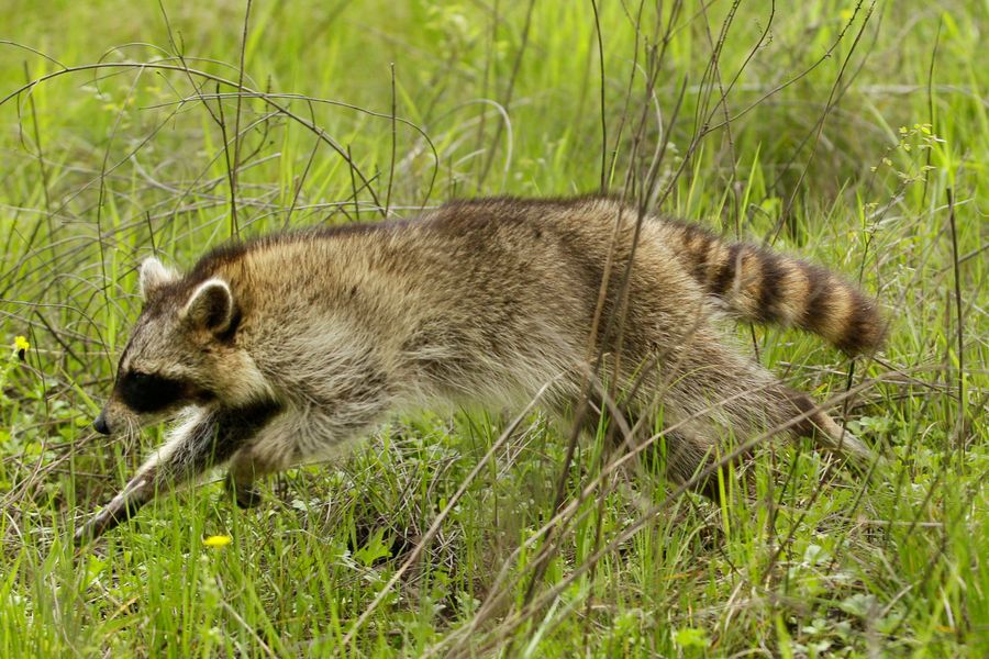 Rabid Raccoon Walks Into Woman's House, Sleeps On Her Bed, Attacks Her