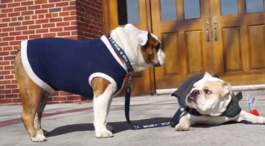 Butler Bulldog And Georgetown Bulldog Hang Out, Pant Heavily Together