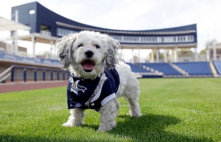 The Milwaukee Brewers' Adopted Stray Dog Is The Best Dog