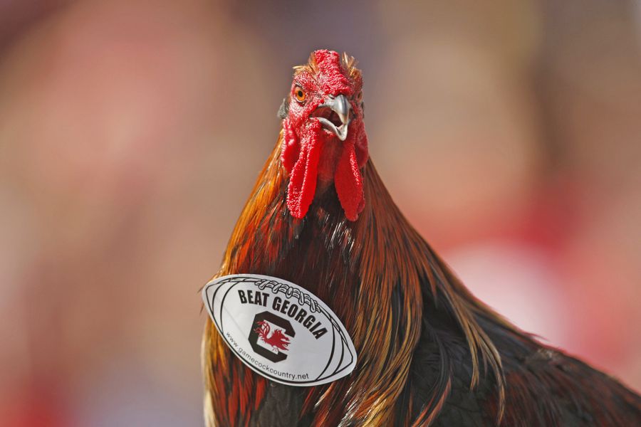 All hail, Cock Commander!