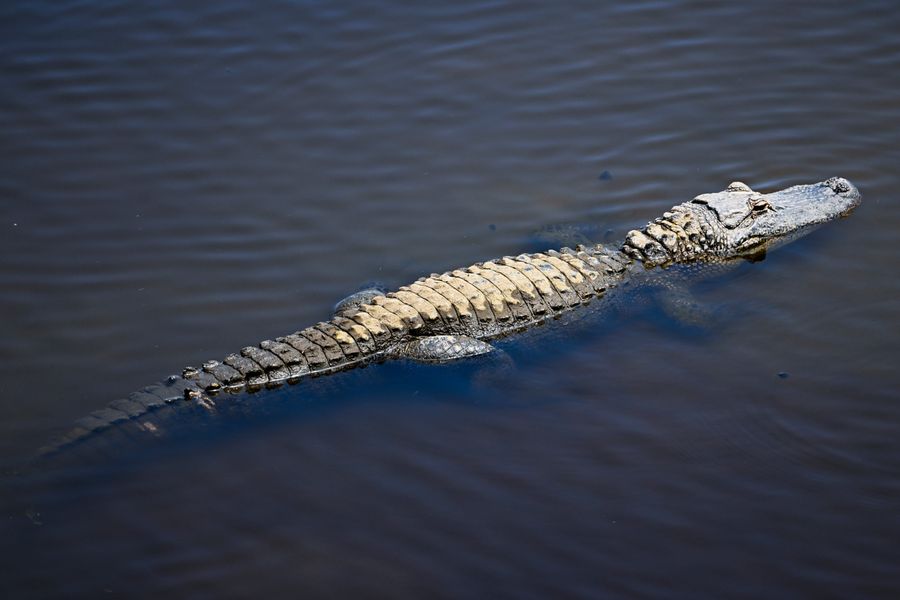 A dog doesn’t want to be at the ballpark any more than an alligator
