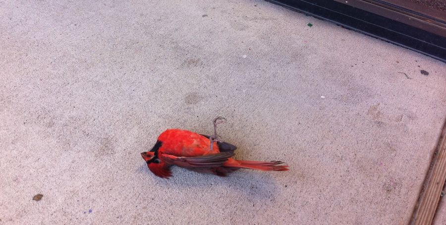 Why The Cardinals Suck