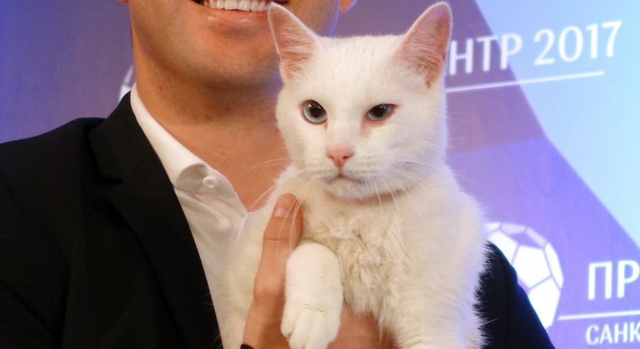 Slightly Defective Museum Cat Clearly The Animal To Beat In Predicting The World Cup