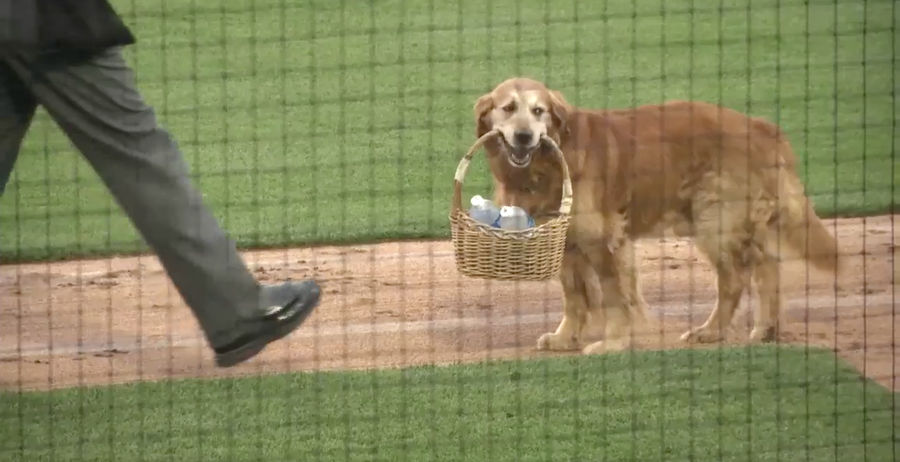 Jake The Very Good Dog Brings Water To Thirsty Umpires<em></em>