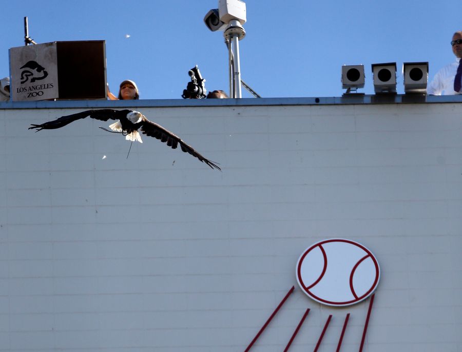 Bald Eagle Ignores Trainer, Leaves Dodger Stadium