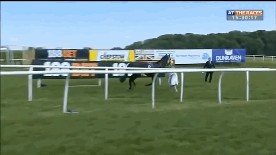 Courageous TV Reporter Lays Out To Catch Loose Horse On Track