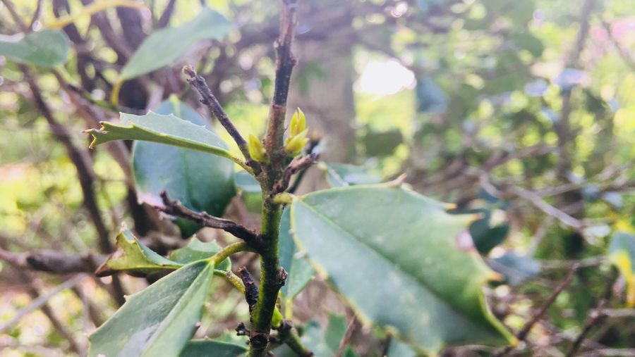 A Good Plant: <i>Ilex Opaca</i>, The American Holly