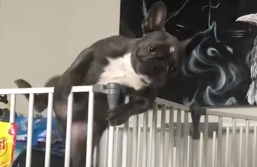 JuJu Smith-Schuster's Dog Cannot Be Contained