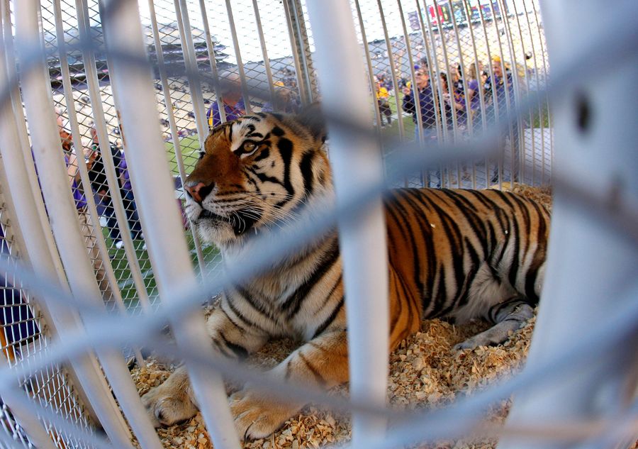 LSU Has Kept Its Mike The Tiger Tradition Alive With The Help Of Neglectful Backyard Zoos