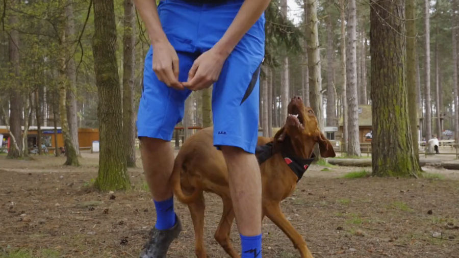 Look At This Flying Dog Go!