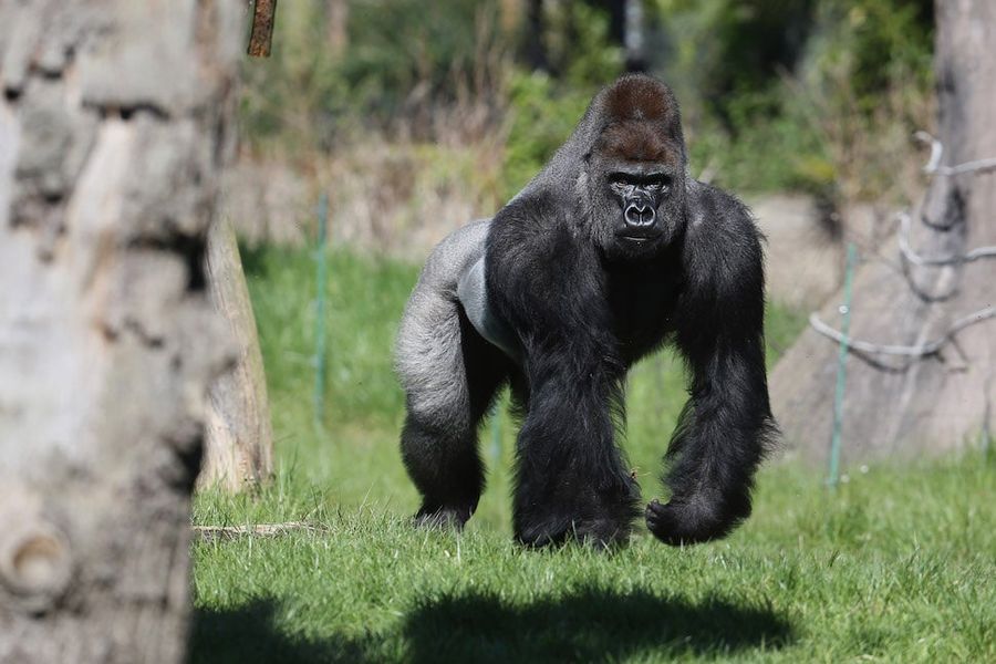 Land Animals That Would Fuck You Up In Hand-To-Hand Combat, Ranked