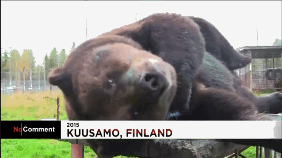 Feel This Big-Ass Bear&#39;s Art