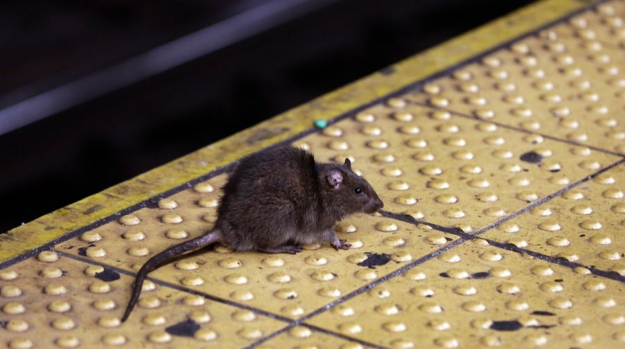 You’re Not Mapping Rats, You’re Mapping Gentrification