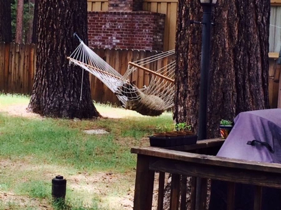 EXCLUSIVE BEAR PICTURES: Bear In A Hammock, Bear By A Trash Can