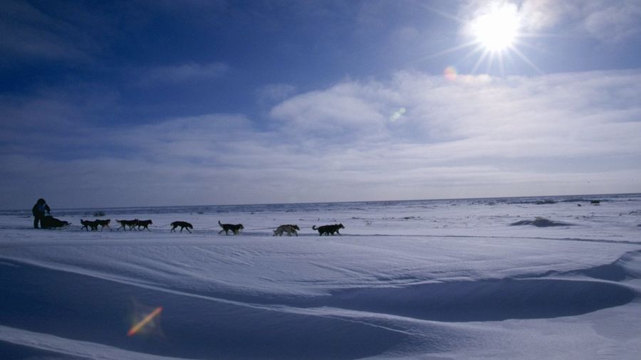 Another Iditarod Means Another Dead Dog