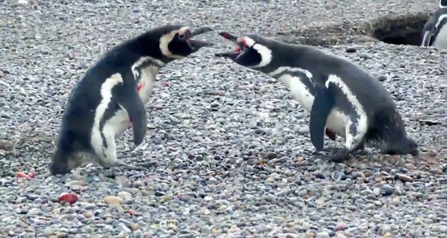 Cucked Penguin's Insane Revenge Fight Is The Horror Movie Of The Year<em></em>