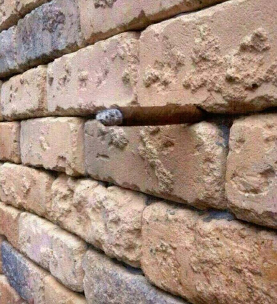You Only Get One Chance With This Optical Illusion