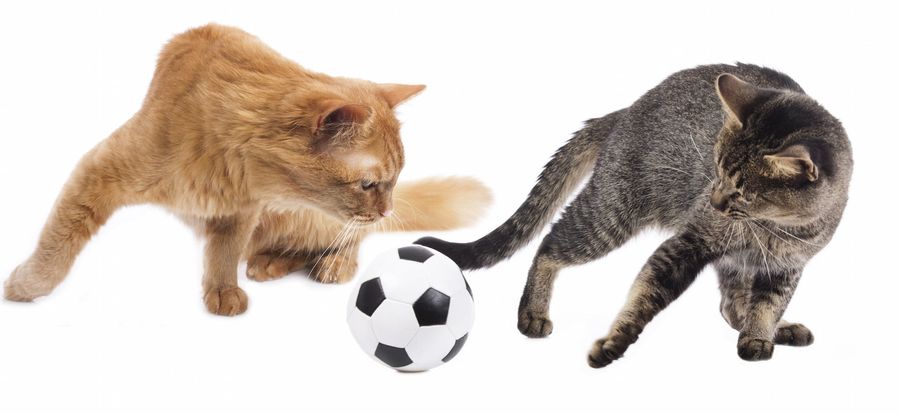 Dumbass Cat Wanders Around Everton Game Like He&#39;s People Or Something